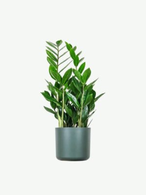 Zz Plants