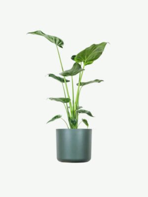 Alocasia Regal Shield