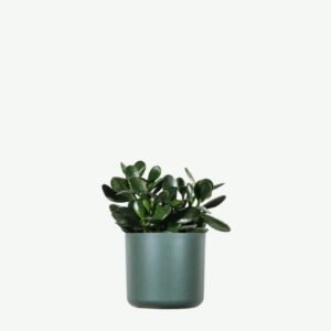 Golden Pothos Pole