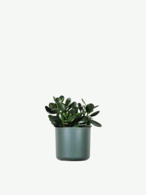 Golden Pothos Pole