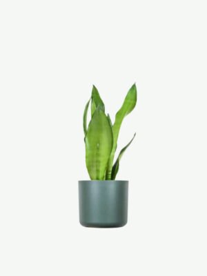 Euphorbia Ingens