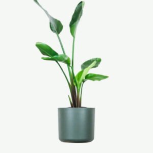 Pilea Peperomioides