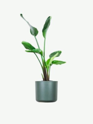 Pilea Peperomioides