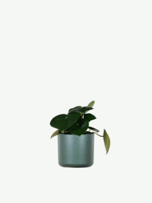 Peperomia Lemon Lime