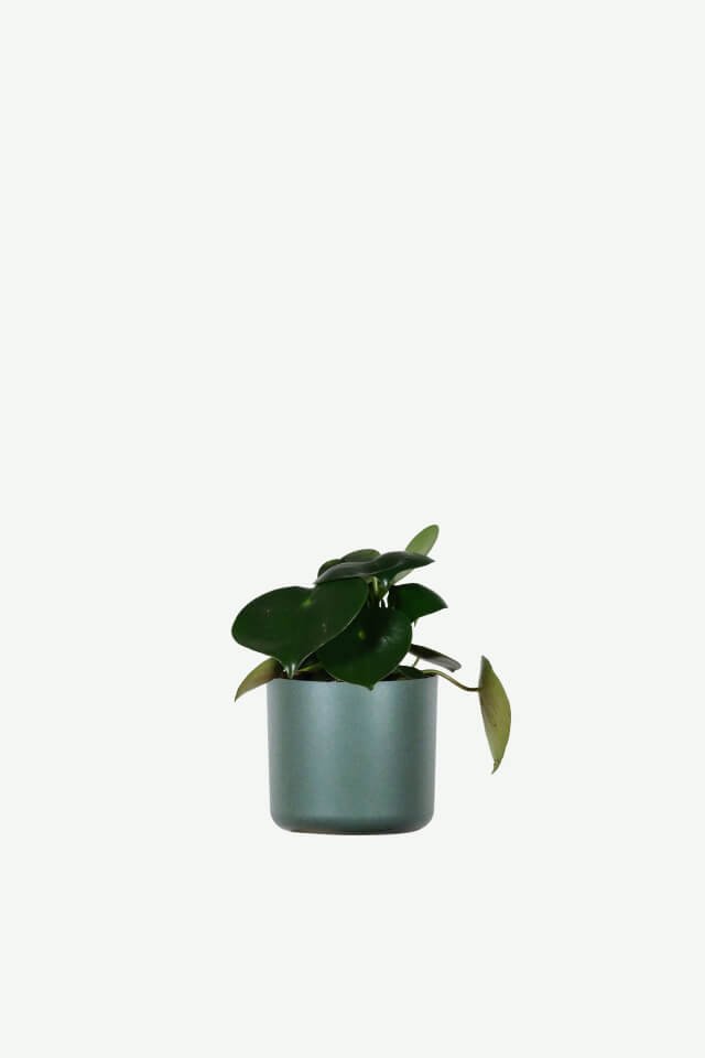 Peperomia Lemon Lime