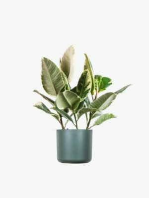 Monstera Deliciosa