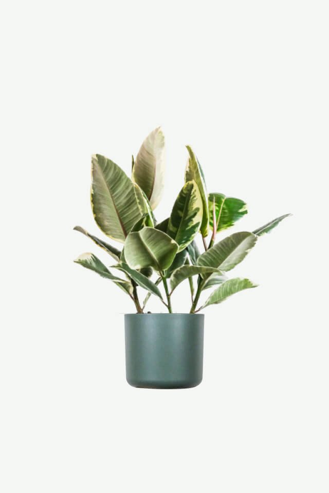 Monstera Deliciosa