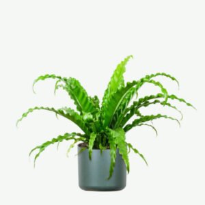 Spathiphyllum