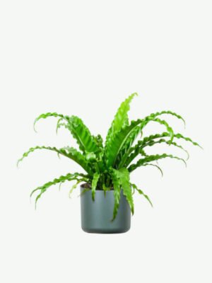 Spathiphyllum